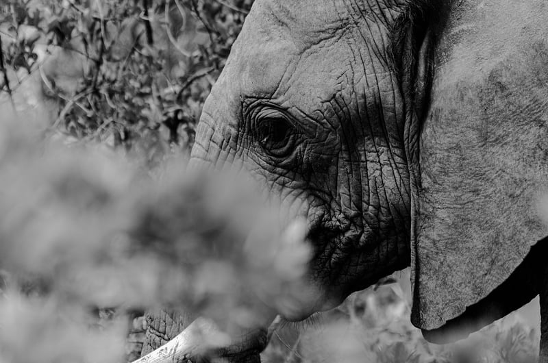 Kruger National Park